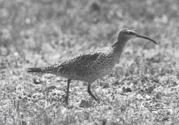 One of four known photographs of a living Eskimo Curlew, taken by Don Bleitz on Galveston Island in 1962