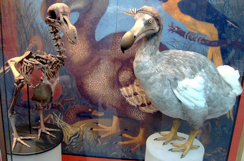 Skeleton cast and model of dodo at the Oxford University Museum of Natural History, made in 1998 based on modern research.